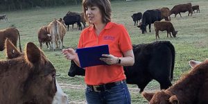 Woman in orange UF IFAS shirt stands in field amongst cattle while conducting research.