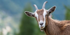 Goat looking toward camera.